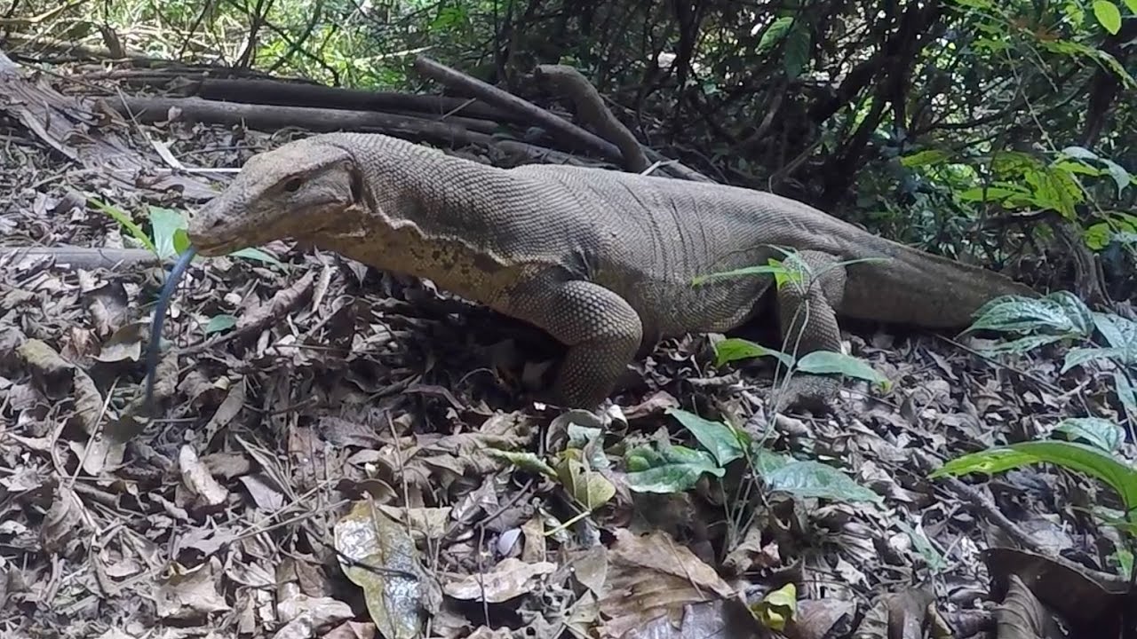 Water Monitor Lizard Khao Sok National Park, Thailand YouTube