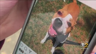 Scammer Is Targeting Lost-Pet Owners