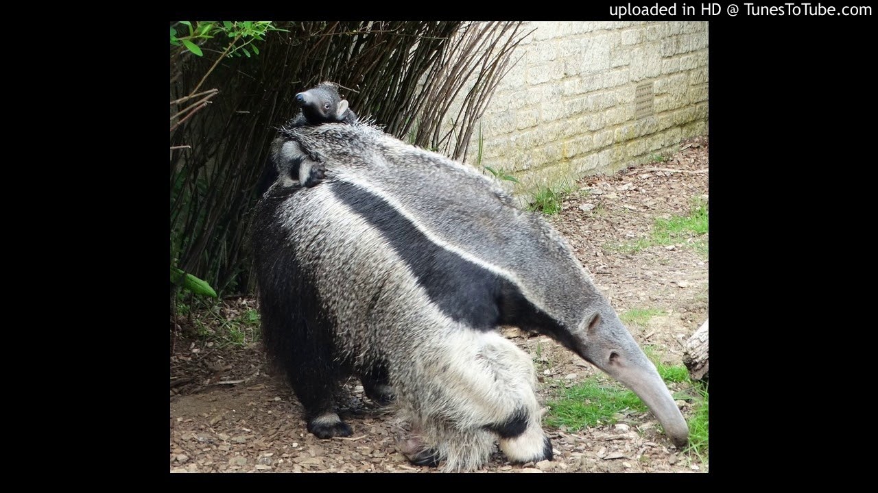 Caroline Rupert _ Alex Cincinat - Tristès