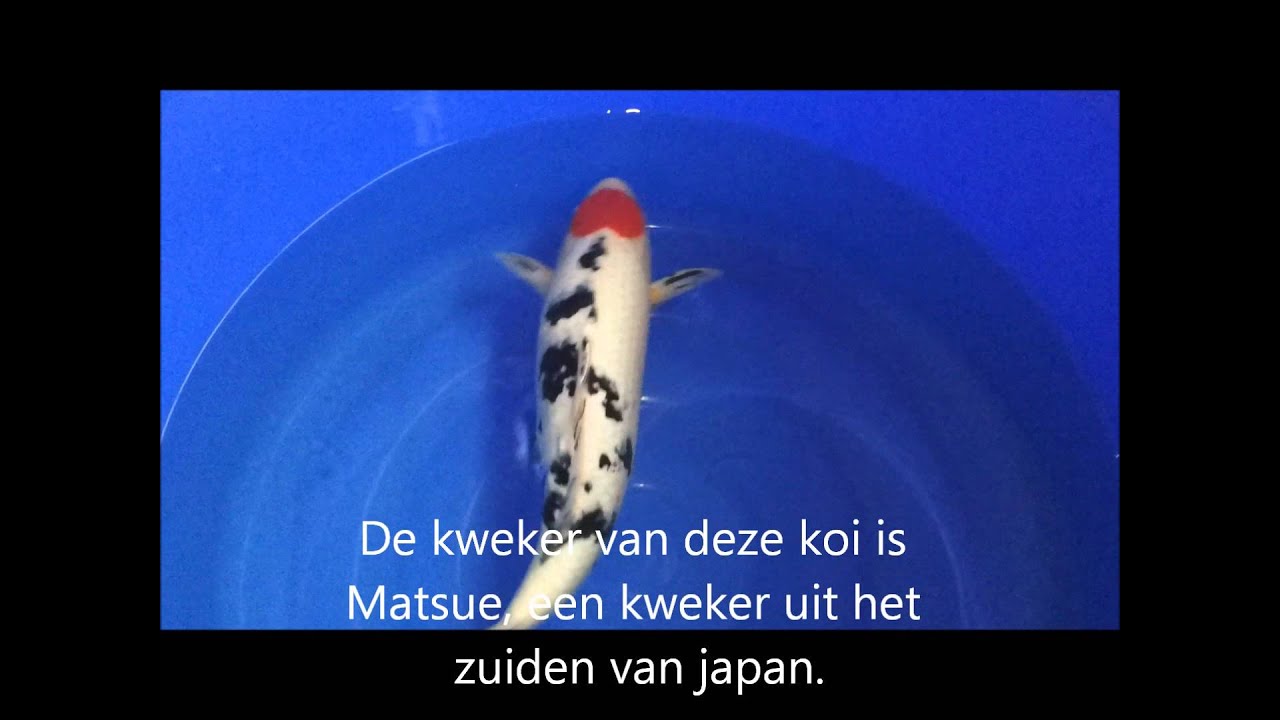 koi van de week
