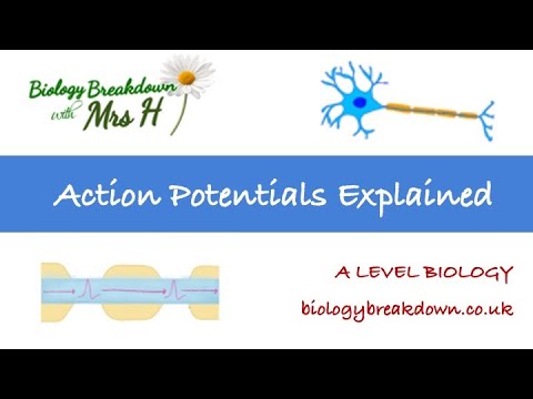Action Potentials - YouTube