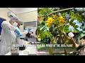 Research proves the healing power of the jucá plant