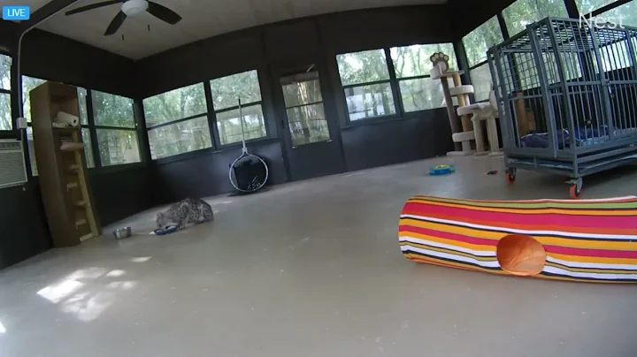 Watch the video about Sudsy getting his dinner. Sudsy Meow the savannah cat at Big Cat Rescue.