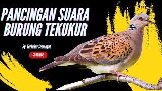 Pancingan Suara Burung Tekukur - Mengobati Tekukur Macet Bunyi
