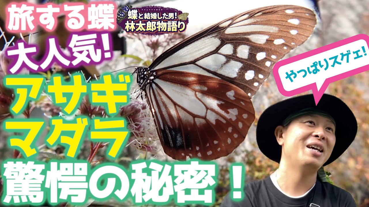 アサギマダラ乱舞 旅するちょうちょ 胡蝶しのぶさんと栗花落カナヲちゃんの周りに飛ぶチョウはやはり凄かった マーキングについて蝶太郎物語りno 231 Youtube