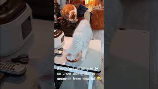 Chow down kitty breakfast time