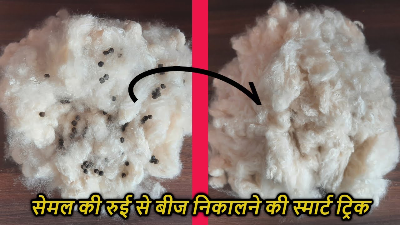 Smart trick to separate seeds from Silk cotton