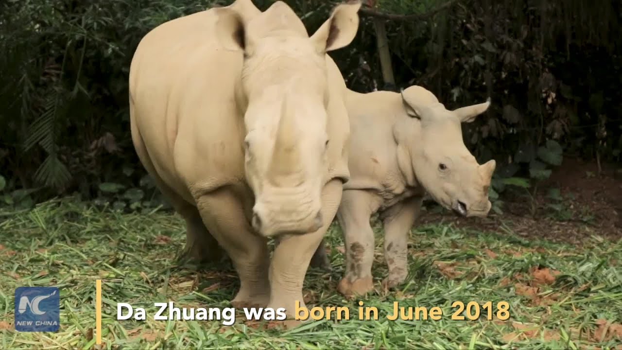Baby white rhino makes debut in S China - YouTube