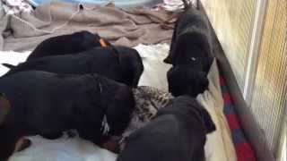 Omg Pheasant - Puppies Day 34
