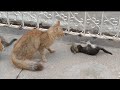 Orphan Kitten Trying To Get Adopted By Mother Cat || Mother Will Adopt Orphan Kitten?