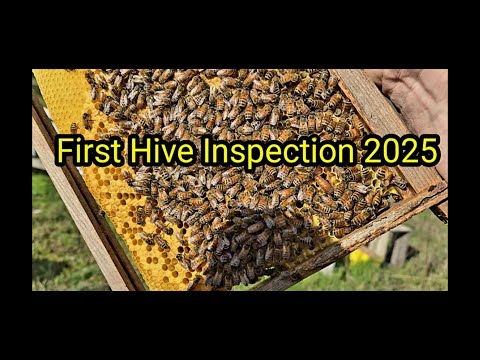 First Hive Inspection 2025