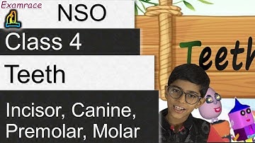 Teeth - Incisor, Canine, Premolar, Molar | Kids Teaching Kids (Class 4) - NSO/NSTSE/Olympiad