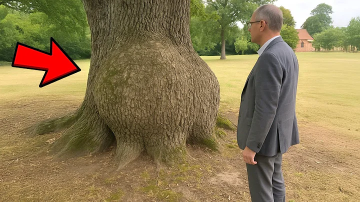 [Full Story] Tree Bulge Kept Growing for 30 Years, Then the Owner Decided to Cut it Open…