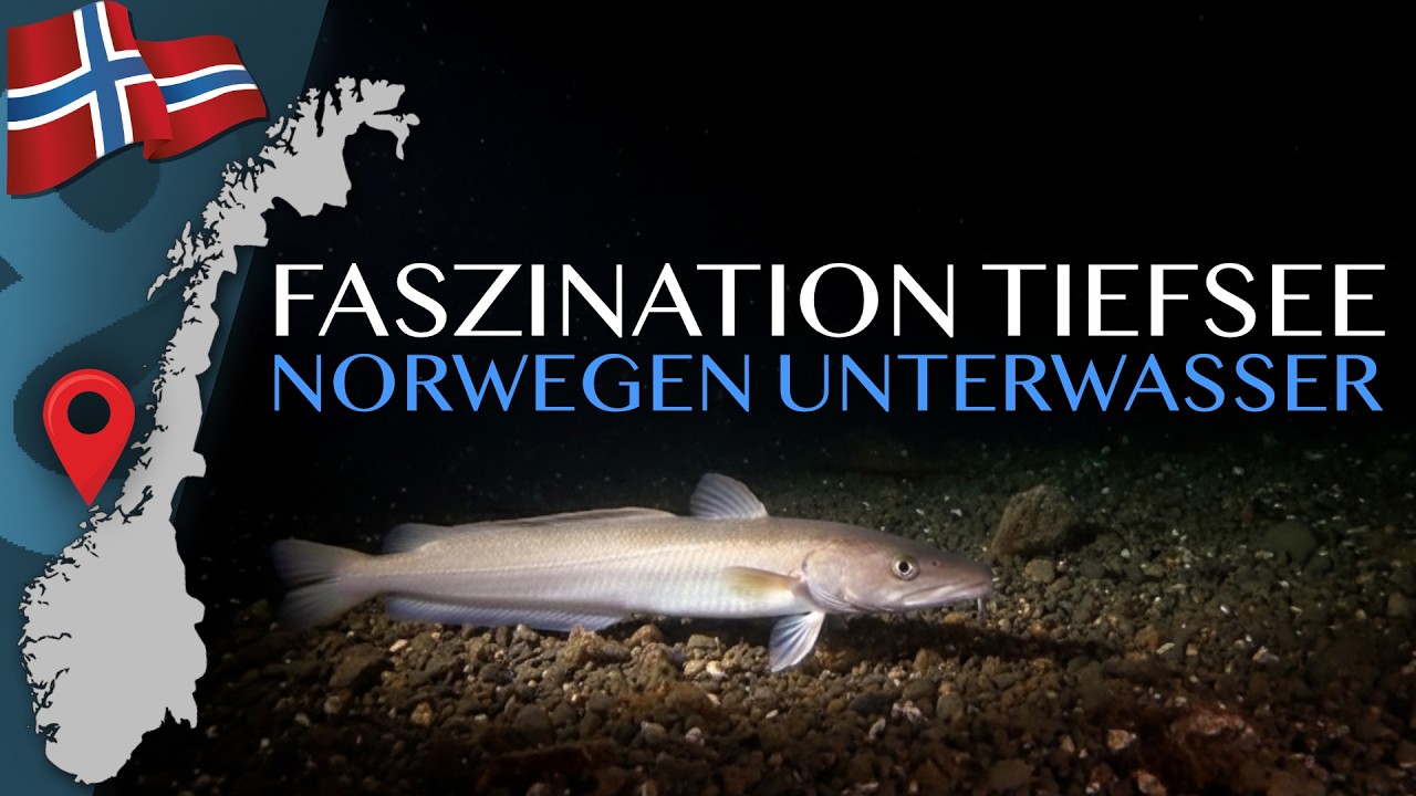 Im Reich von Leng und Rotbarsch / DAS bleibt Anglern sonst verborgen 🇳🇴