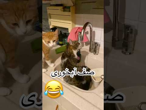 صف ابخوری  