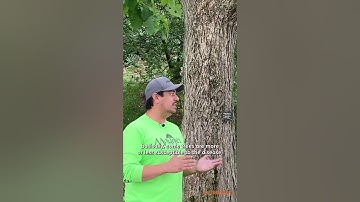 This Tree Used To Be EVERYWHERE - Tree ID with Mauget #shorts