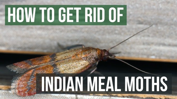 How To Get Rid Of Pantry Moths  Indian Meal Moth Traps That Work 