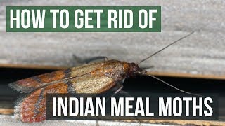 How to Get Rid of Indian Meal Moths (4 Easy Steps)