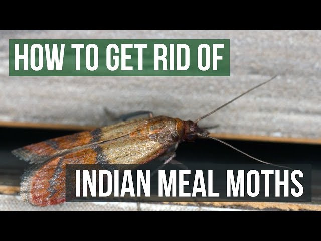 How to Get Rid of Pantry Moths (Indianmeal Moths)