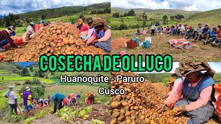 Cosecha de Ollucos 🥔nunca en mi vida había visto tantos Ollucos 😱