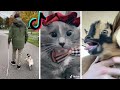 Cutest Pets & Funniest Animals of TikTok Compilation