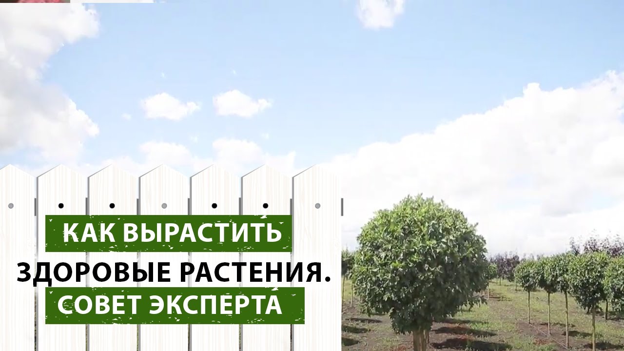 Как вырастить здоровые растения? 4 совета эксперта