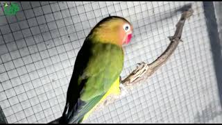 Green Euwing Split Parblue