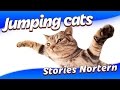 Funny Cats Jump Fail 2016 #Cats