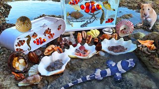 Find conch hermit crabs snail, crabs, puffer fish, sea fish, starfish, marine animals, sharks