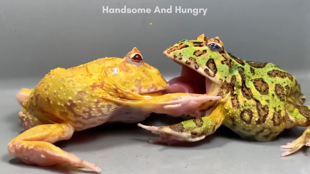 pacman-frog-tongue-eater-frog-and-toad-youtube