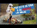 ✅ COMO CUIDAR A LAS ABEJAS DESPUES DE LA COSECHA | VAMOS A REDUCIR LOS ESPACIOS🐝