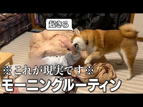 2歳柴犬と飼い主の現実的なモーニングルーティン 和風総分家