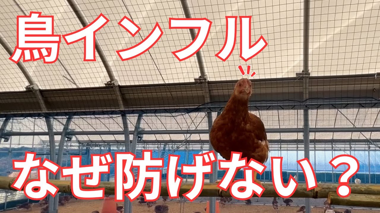 鳥インフルに一言モノ申す！真実を話します。