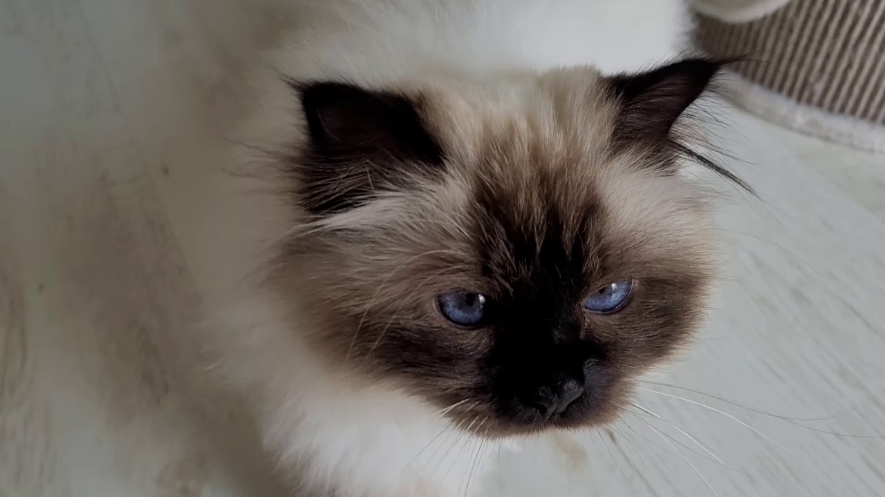 All That Begging&Meowing For Some 'Old' Food