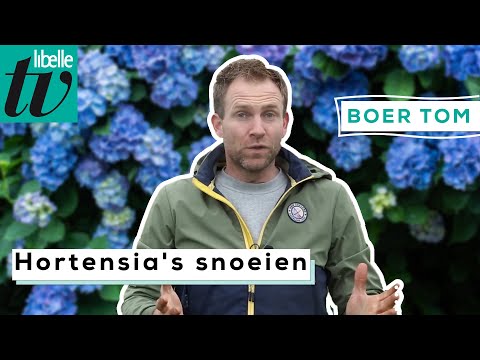 Video: Witbessie (27 Foto's): Die Beste Variëteite. Snoei In Die Herfs En Lente. Plant, Versorg En Vermeerder Deur Steggies