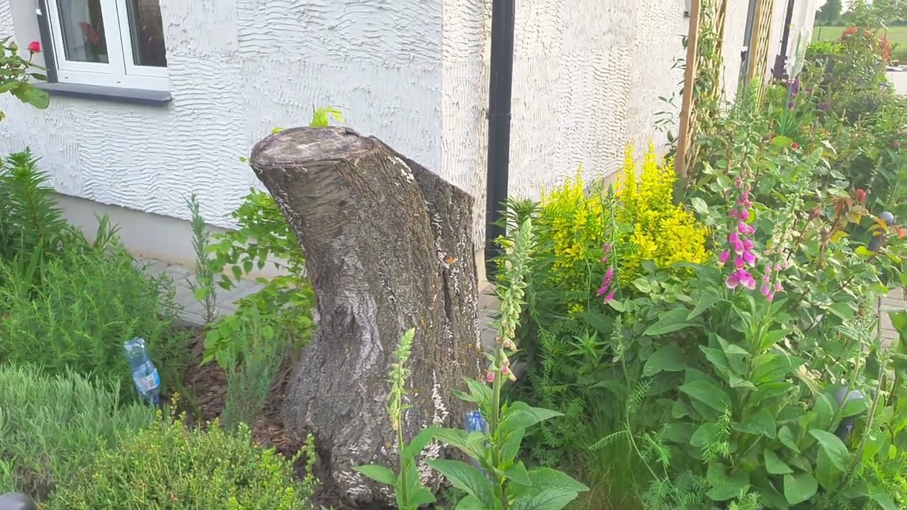 Naparstnice i inne cuda - Czerwcowy raport z Raju - 01/06/25.