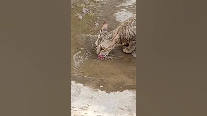 Video 9258271: pets angry cat dog, animal pets angry cat, cats dogs pets funniest, cat pets cute animals, pets funny cats funniest