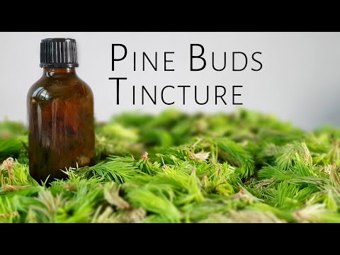 Video: Jinsi Ya Kuandaa Tincture Ya Pine