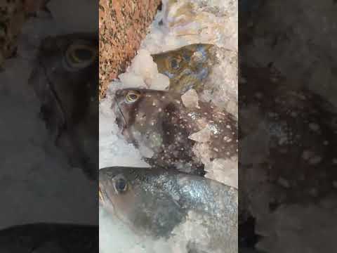 للناس الاكيله وبس الحاج سلطان ملك محلات السمك روعه روعه روعه