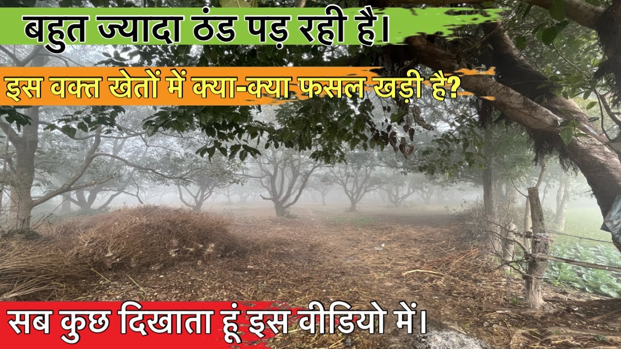 जाड़े के सीजन में | आपको दिखाता हूँ अपना खेत 