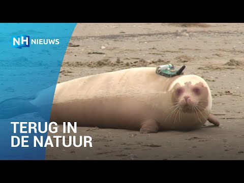 Albinozeehond Snow White bij Texel uitgezet in zee