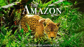 The Amazon 4K  Scenic Wildlife Film With Calming Music
