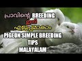 പ്രാവിന്റെ BREEDING എളുപ്പമാകാം, Pravu Breeding tips malayalam Pigeon Simple Breeding Tips Malayalam