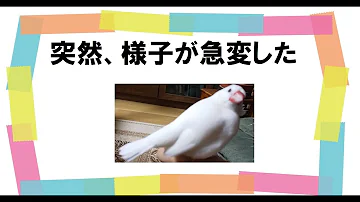 卵を産む前