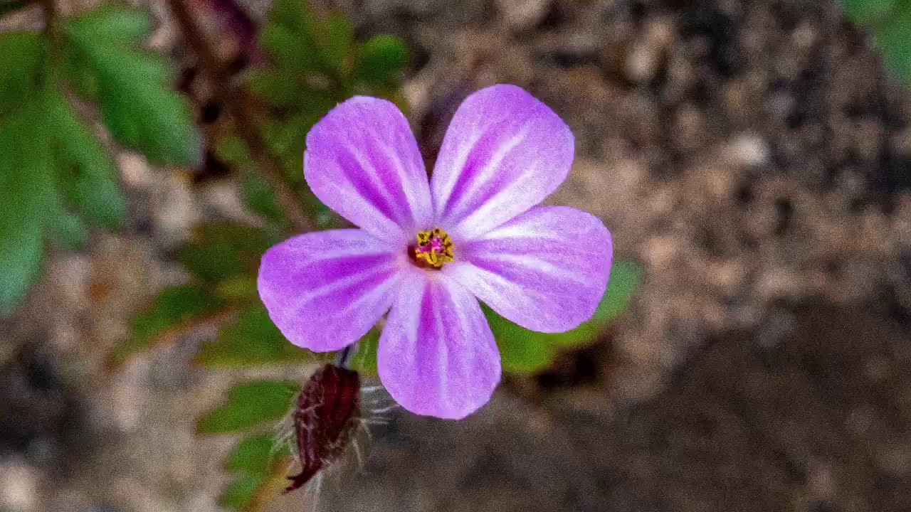 Royal Wootton Bassett. YouTube