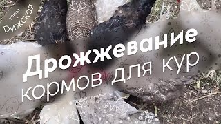 Дрожжевание кормов для кур 🍽 Простой способ повысить яйценоскость и иммунитет