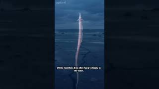 The DOOMSDAY FISH from the ABYSS!!😮😳