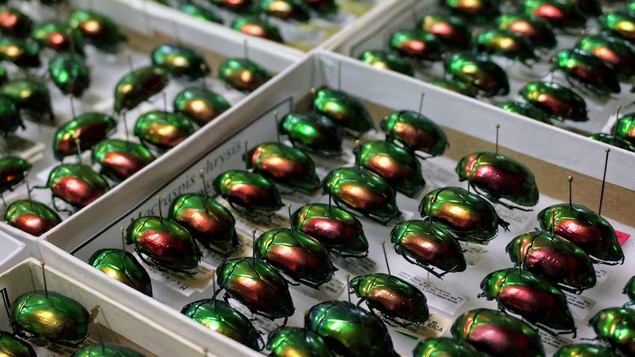Looking for metallic beetles in Costa Rica - YouTube