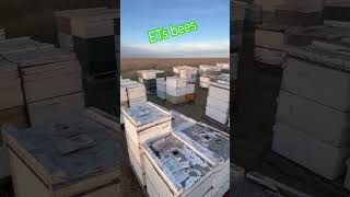 Move Them Bees Before The Spray