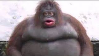 le monke has arrived